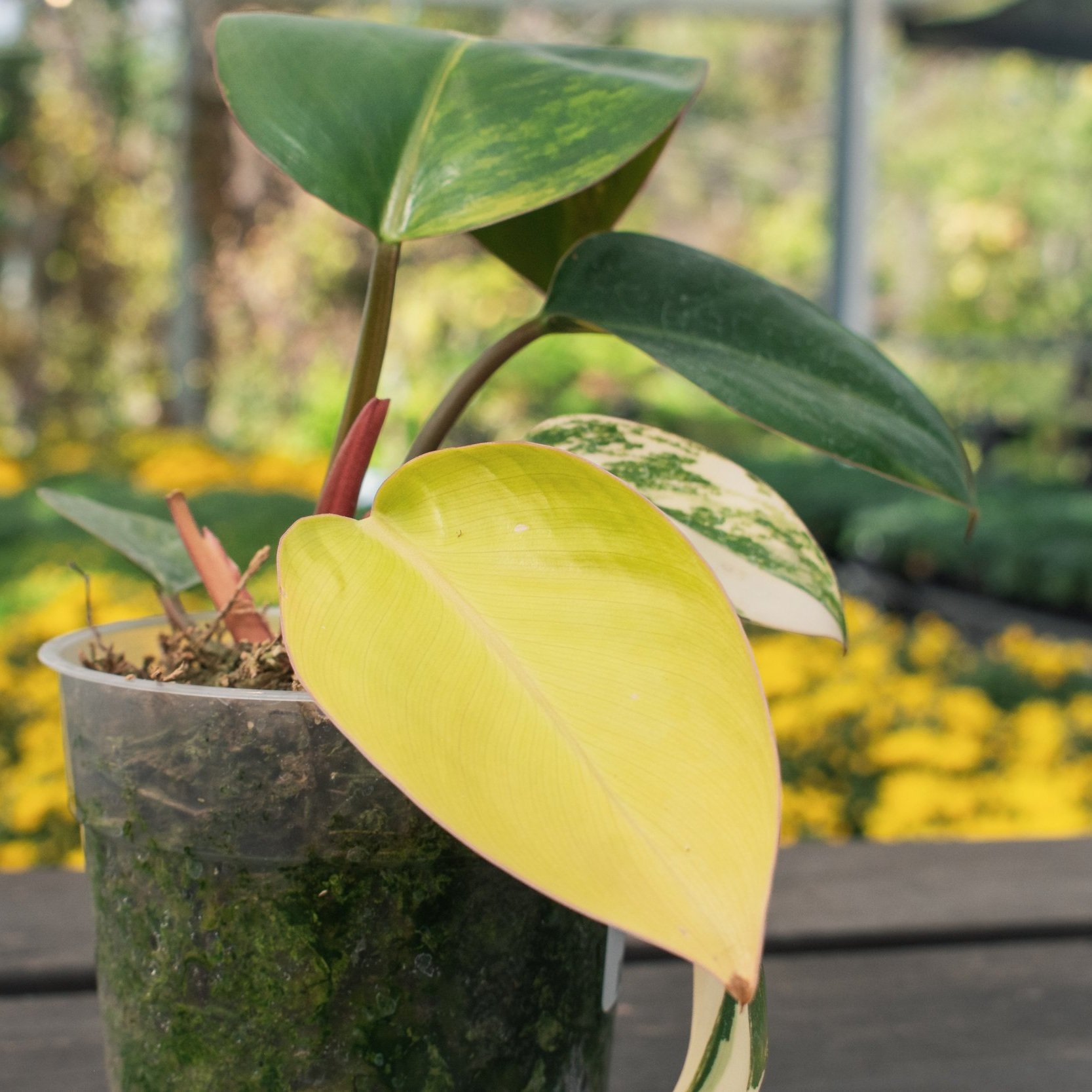 Scindapsus Exotica Hologram — Wilson Plant Co